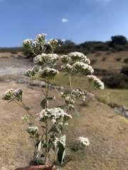 Stevia