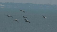 Pelecanus occidentalis