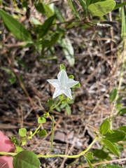 Jacquemontia curtissii