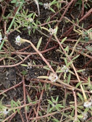 Blutaparon vermiculare