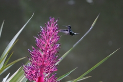 Heliomaster squamosus
