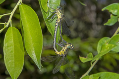 Austrogomphus ochraceus