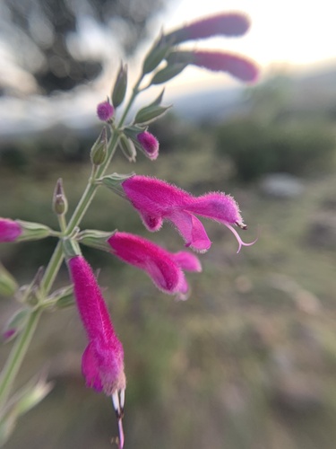 Salvia curviflora, photograph 4