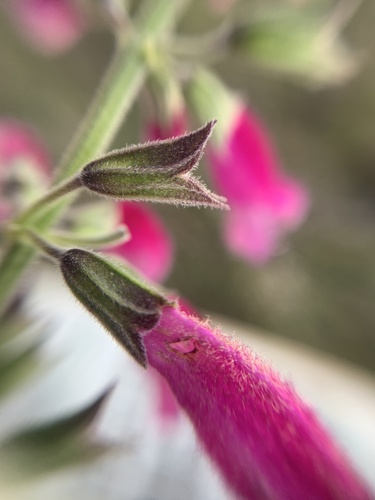 Salvia curviflora, photograph 5