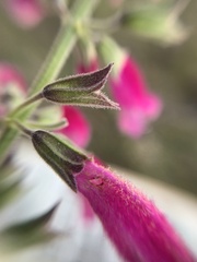 Salvia curviflora