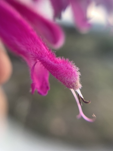 Salvia curviflora, photograph 6