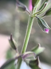 Salvia curviflora