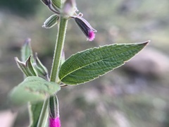 Salvia curviflora