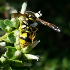 Eumenes crucifera