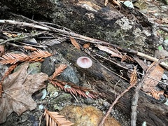 Mycena purpureofusca