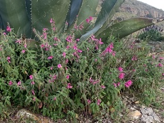 Salvia curviflora