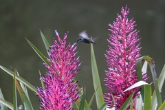 Portea petropolitana
