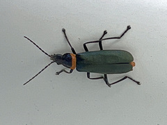 Chauliognathus lugubris