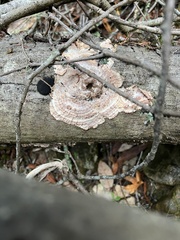 Phlebia radiata