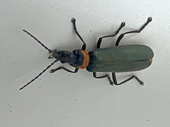 Chauliognathus lugubris