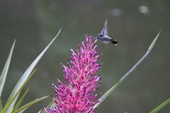 Portea petropolitana