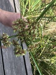 Cyperus virens