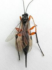 Pimpla pedalis