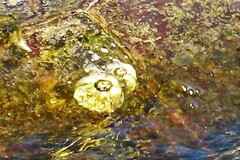 Chelonibia testudinaria