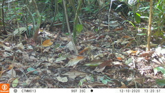 Holcosus niceforoi