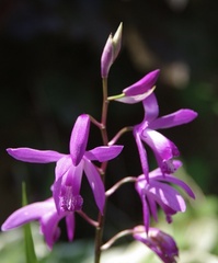 Bletilla striata