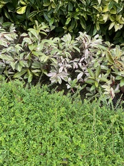 Phyllanthus myrtifolius