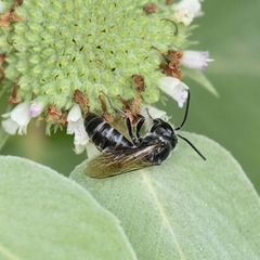 Lasioglossum coriaceum