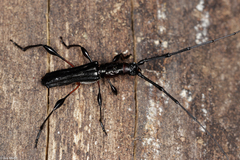 Cerambycidae