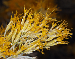 Ericameria nauseosa hololeuca