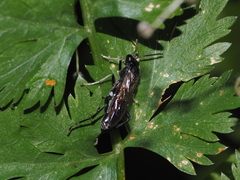 Macrophya annulata