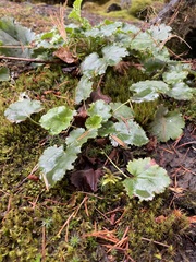 Heuchera micrantha