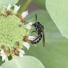 Lasioglossum coriaceum