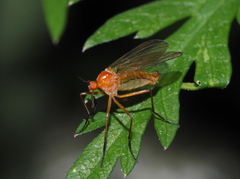 Empis