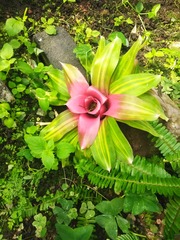 Aechmea fasciata