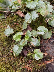 Heuchera micrantha