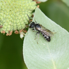 Lasioglossum coriaceum