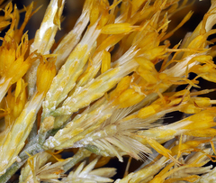 Ericameria nauseosa hololeuca