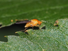 Lauxaniidae