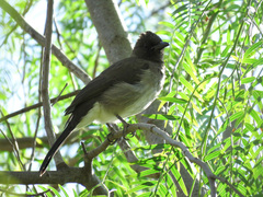 Pycnonotus barbatus barbatus