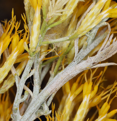 Ericameria nauseosa hololeuca