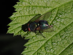 Calliphoridae