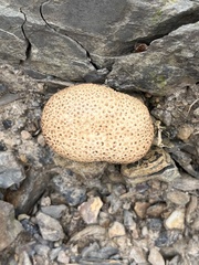 Scleroderma citrinum