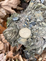 Scleroderma citrinum