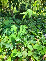 Passiflora subpeltata