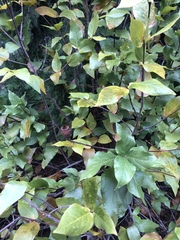 Calycanthus occidentalis