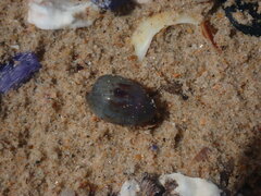 Purpuradusta gracilis