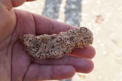 Petaloconchus varians