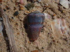 Conus aplustre