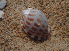 Phalium areola