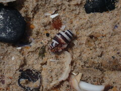 Engina zonalis